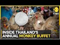 Thailand: Monkeys Go 'Bananas' At World Famous Lopburi Buffet Festival | World News | WION