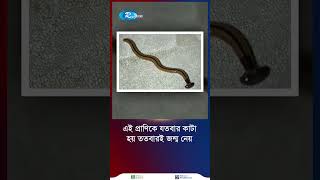 ছোট্ট কিন্তু অথচ শক্তিশালী প্রাণ, যতবার কাটে ততবার জন্মে #HammerheadWorm #Short #Rtv