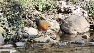 ムビる08690 今日のオオアカハラ ooakahara