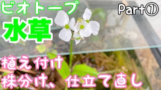 ビオトープ水草全ての種類の植え付け方法がわかる！初心者必見！水生植物の超簡単植え替え、株分け方法！part①