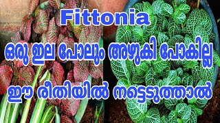 ഒറ്റ സ്പ്രയിൽ അഴകൽ മാറി കിട്ടും ചട്ടി നിറയും ഒരാഴ്ച കൊണ്ട് Fittonia plant care malayalam