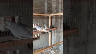 NEW DIAMOND DOVE PAIR ( IQBAL BIRDS FARM ###$HORT$### )