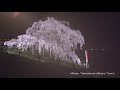 【4K】 REDISCOVER-FUKUSHIMA - The beauty of SAKURA ( Cherry Blossom )