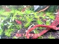 【草缸】世界树造景，螺虾沉浸式开箱，夜听007增氧泵实测试用