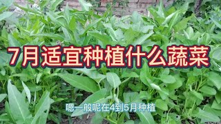 7月適宜種植什麼蔬菜？這幾種蔬菜正適合，朋友們不要錯過