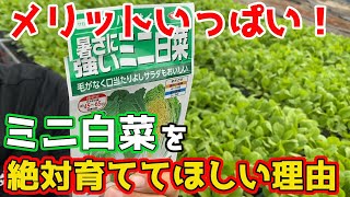 あまり知られていない【ミニ白菜】が超おすすめな理由。【家庭菜園】