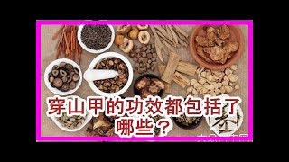 穿山甲的功效都包括了哪些？