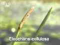 club-rush (Eleocharis cellulosa)