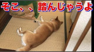 畳の魅力に取り憑かれ、行き倒れている柴犬ハナ -- Shiba is sleeping...--