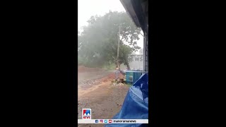 അപകട മുന്നറിയിപ്പ് അവഗണിച്ച് വാഹനങ്ങൾ; മഴയത്ത് മരം റോഡിലേക്ക് കടപുഴകി | Pattambi