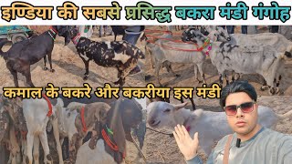 Vlogs👉इण्डिया की सबसे प्रसिद्ध बकरा मंडी गंगोह !! कमाल के बकरे और बकरीया इस मंडी ! wholesale mandi !