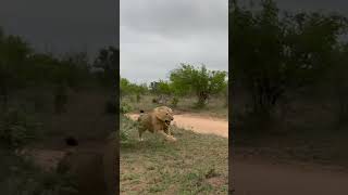 Male Lions Attack Each Other!