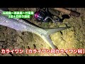 西表島で念願の巨大魚を釣りました