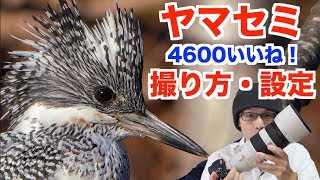 【野鳥撮影テクニック】評判の良かったヤマセミ写真の撮り方・設定【作例解説／α7RIII】