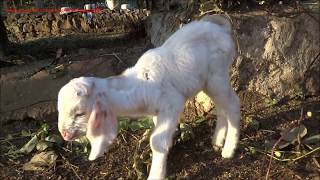 Cute Baby Goats Compilation --Cutest and funny baby goats --Goat videos