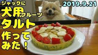 ポメラニアン・ジャック　犬用フルーツタルト作ってみた　I made fruit tart for Jack