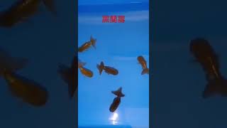 黑蘭壽（雙胞胎淡水魚苗工作室）