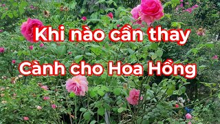 Hướng dẫn thay cành cho cây hoa hồng bụi to