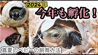 今年孵化した小亀の様子　今年の販売は？　〜かめぞー☆ちゃんねる　197クラッチ目〜