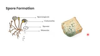 How do organisms reproduce(Asexual Reproduction)