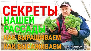 Рассада Помидоров. Наши секреты посева, ухода, высадки рассады томатов на постоянное место в теплицу