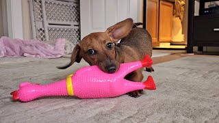 シャウティングチキン