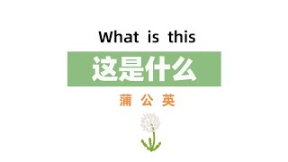 【3-12岁 | 儿童科普动画】蒲公英