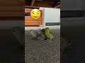 今日もマイナスイオンをありがとう🐥🩷 マメルリハ インコ動画 マメルリハインコ インコ セキセイインコ 多頭飼い 癒し birds 赤ちゃん