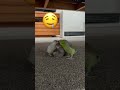 今日もマイナスイオンをありがとう🐥🩷 マメルリハ インコ動画 マメルリハインコ インコ セキセイインコ 多頭飼い 癒し birds 赤ちゃん