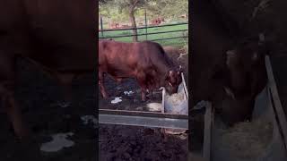 Bonsmara Bull Feeding