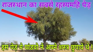 Khejdi Ka Ped | Sangri Ki Sabji | खेजड़ी का पेड़ | सांगरी का पेड़ | मरुस्थल के पेड़ | Rajasthan village