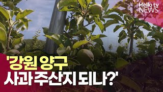 사과 재배지 북상 '강원 양구, 사과 주산지 되나?'ㅣ#헬로tv뉴스