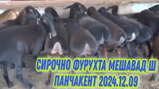 СИРОЧНО ФУРУХТА МЕШАВАД Ш Панчакент 2024,12,09,👉номери ман +992929323888