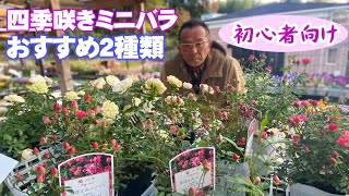 【寄せ植えにも使える】四季咲きミニバラ２種類「グリーンアイス」「姫バラ ほほえみルージュ」病害虫の心配も少なく育てやすい！【グリーンプラザ山長】