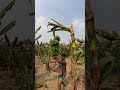 funny banana 🍌 part 228 shorts viral banana satisfying shortsviral farming bananacutting