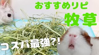 【多頭飼いおすすめ】食いつき◎コスパ◎チモシー！牧草嫌いな子用アイテムも紹介！#045