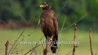 Up close with a Crested Serpent Eagle