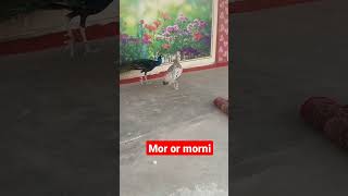 nice mor #viral #viralvideo #shortsyoutube #trending #shorts