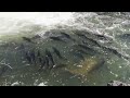 三文鱼洄游旅程canada s port hope：spectacular salmon migration youtube nature exploration