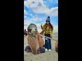 Nubra Valley ke Double hump camels🐫😍 | Leh Ladakh | BeingNavi #ShortVlog #shorts