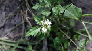 Bosveldkers - Cardamine flexuosa