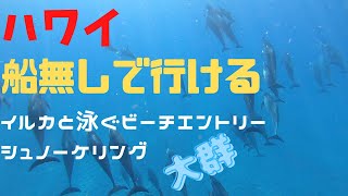 【ハワイ・ドルフィンスイム】誰でも船無しビーチエントリーでイルカとシュノーケリングをする事が出来ます！（ep-22）