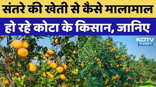 Orange Farming In Kota: संतरे की खेती से मोटा पैसा कमा रहे किसान, तकनीक जानकर रह जाएंगे हैरान!