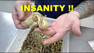 This Is One Insane Freeway Ball Python !! My First One Ever !! Clutch Update !