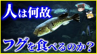 【ゆっくり解説】秀吉が禁止し、初代総理が解禁…毒があるのに人はなぜ「フグ」を食べる？フグ食の謎を解説/青酸カリの500倍の毒