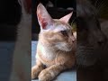 Kucing Oyen Betina yang Jutek #cat #pet #animal #kitten #catlover #straycat