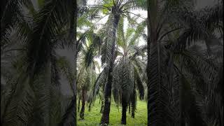 എണ്ണ പന തോട്ടം/Oil palm plantation.