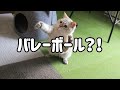 【おもしろ】猫画像30連発｜まるで実写版！漫画のような猫