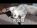 【おもしろ】猫画像30連発｜まるで実写版！漫画のような猫