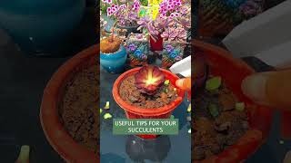 Succulent tip: How to propagate succulents 多肉植物 | 다육이들 | Suculentas #plants